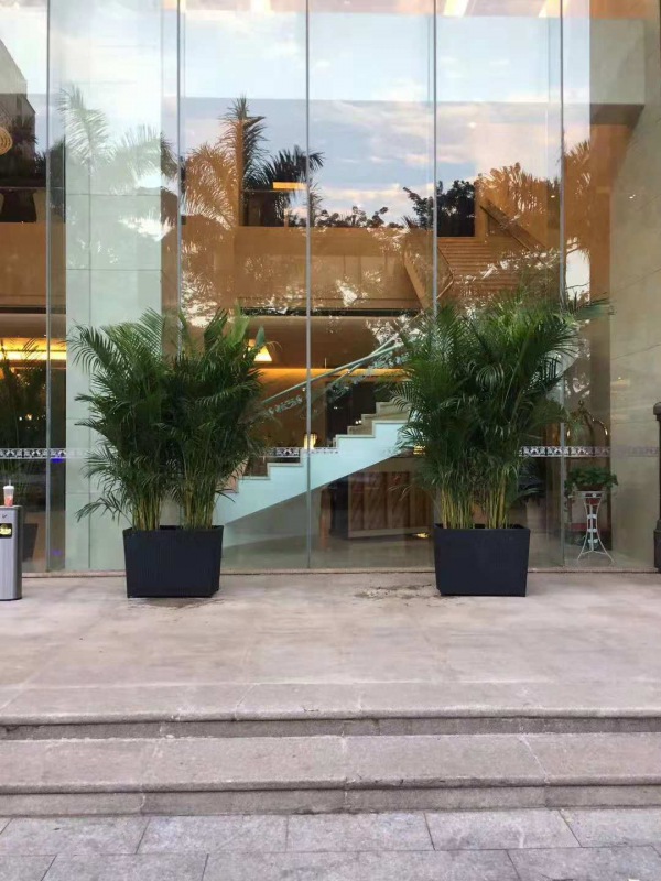 凤尾葵