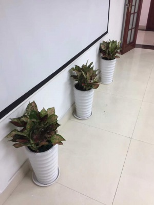 中型室内植物
